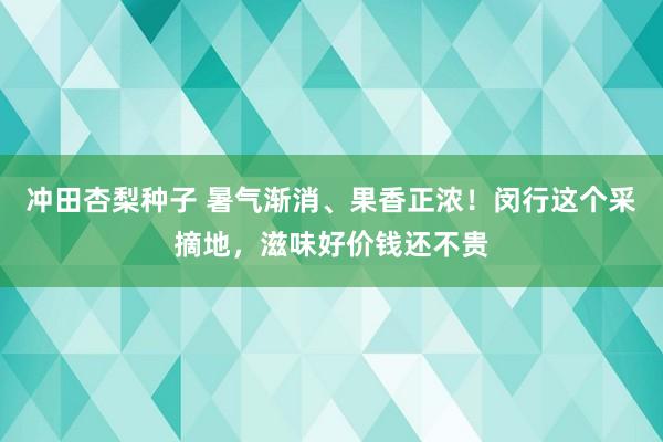 冲田杏梨种子 暑气渐消、果香正浓！闵行这个采摘地，滋味好价钱还不贵